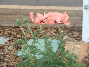Photo of flowers Photo of flowers