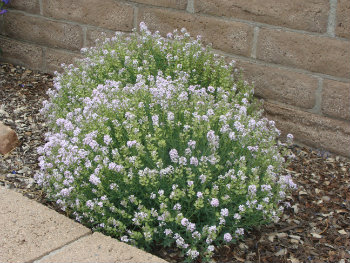 Photo of lavender flowers Photo of lavender flowers