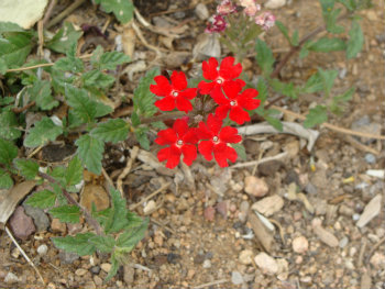 Photo of red flowers