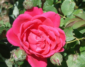 Photo of rose at Amelia White Park