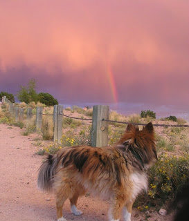 Photo of dog and rainbow at Frank S. Ortiz Dog Park